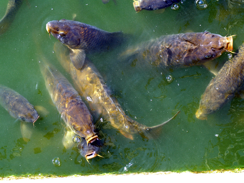 "monstruos" en aguas turbias