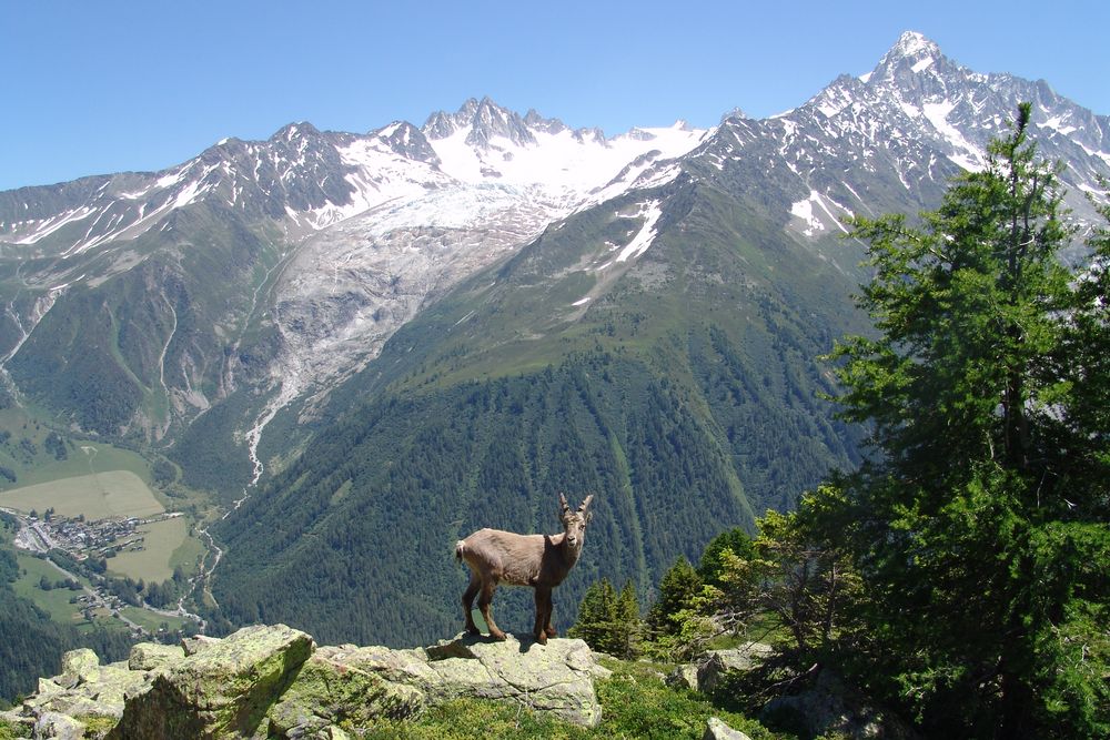 Mont Blanc Massiv 2010