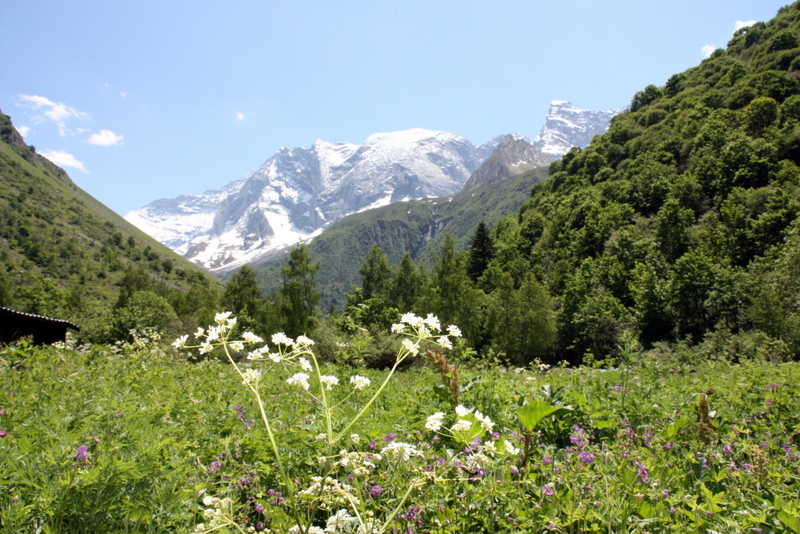 Mont-Blanc sur sapins verts