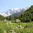 Mont-Blanc sur sapins verts