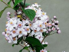 Mont Rose (Deutzia x hybrida)