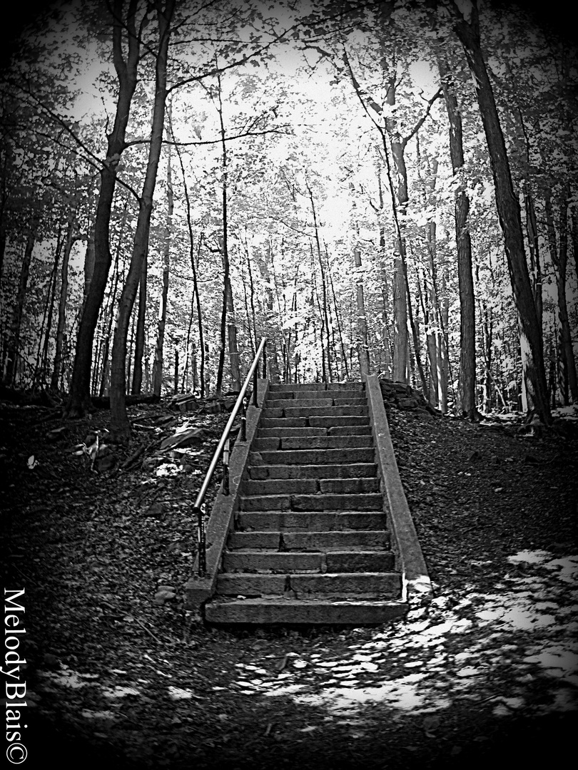 Mont-Royal again.