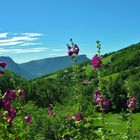 Mont SAINT MARTIN en Chartreuse