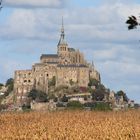 Mont Saint Michel hinter einem Maisfeld