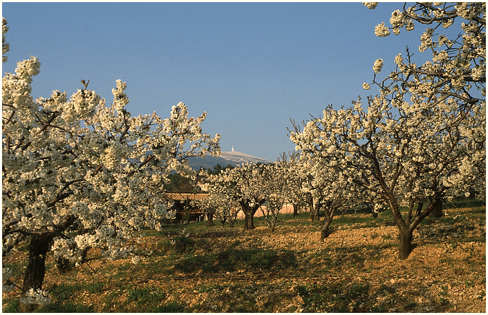 Mont Ventoux und Kirschbäume