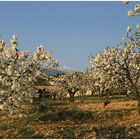 Mont Ventoux und Kirschbäume