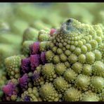 Montaña de coliflor romanesco