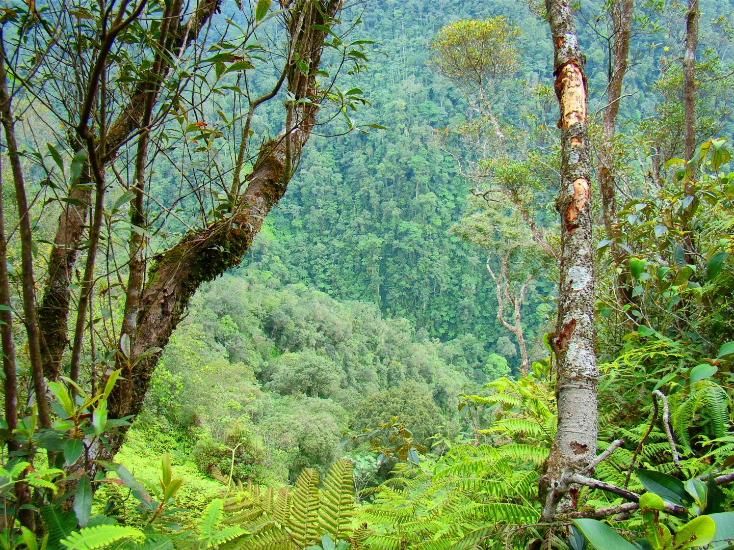 Montaña de Honduras