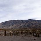 Montañas de Salta, con su ejército de cardones