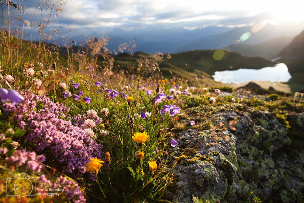 Montafon flowers