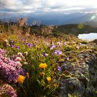 Montafon flowers