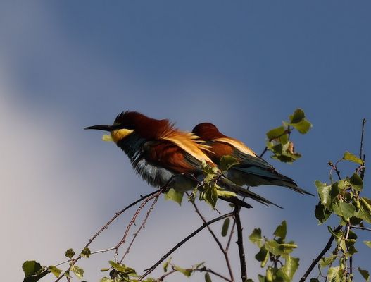 .*.*.*.* .........   Montag ... ..*.*.*.*