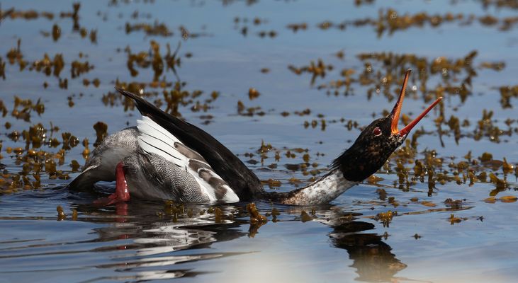 ....!!!!!  Montag !!!!!....