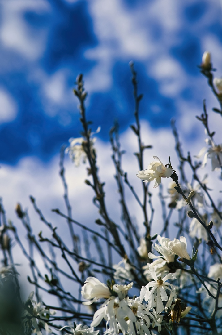 Montag-blue monday - blau-weiß, Blüten und Himmel 