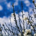 Montag-blue monday - blau-weiß, Blüten und Himmel 