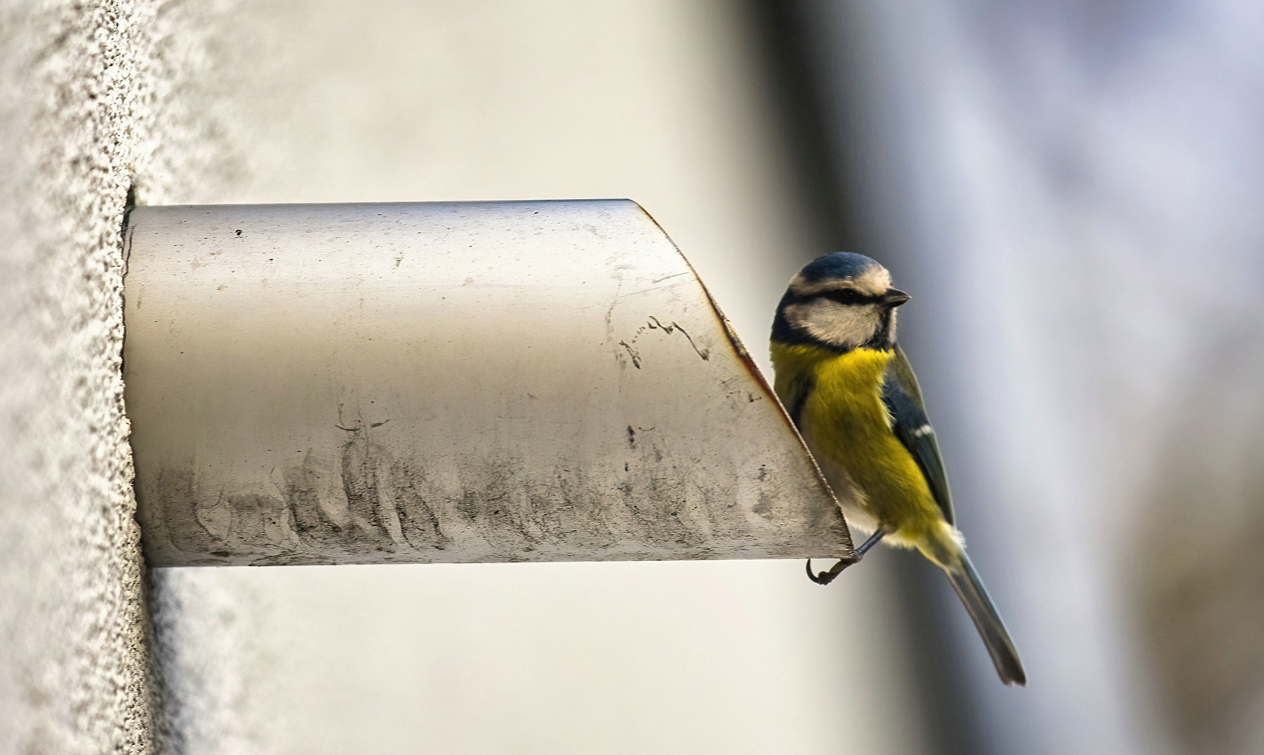  Montag-blue monday - Blaumeise bei Nest-Inspektio. I...