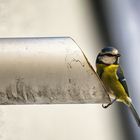  Montag-blue monday - Blaumeise bei Nest-Inspektio. I...