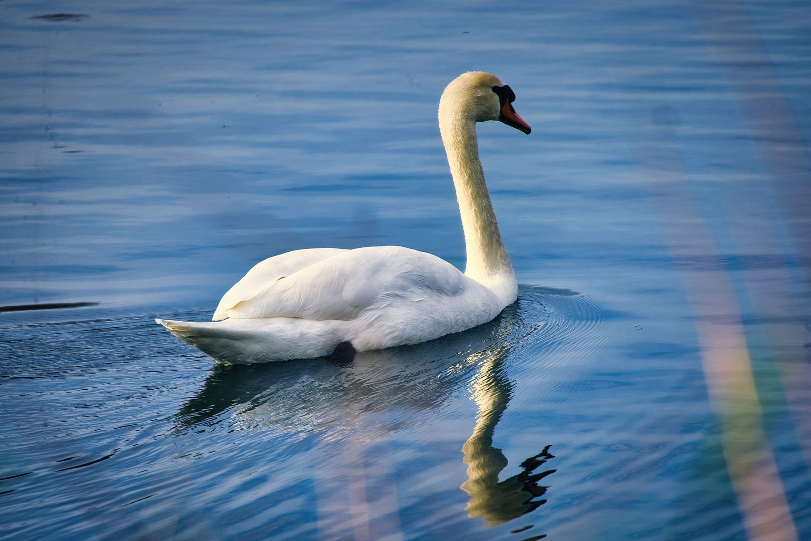 Montag-blue monday - Höckerschwan III