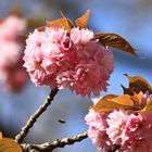 Montag-blue monday -  Kirschblüte 