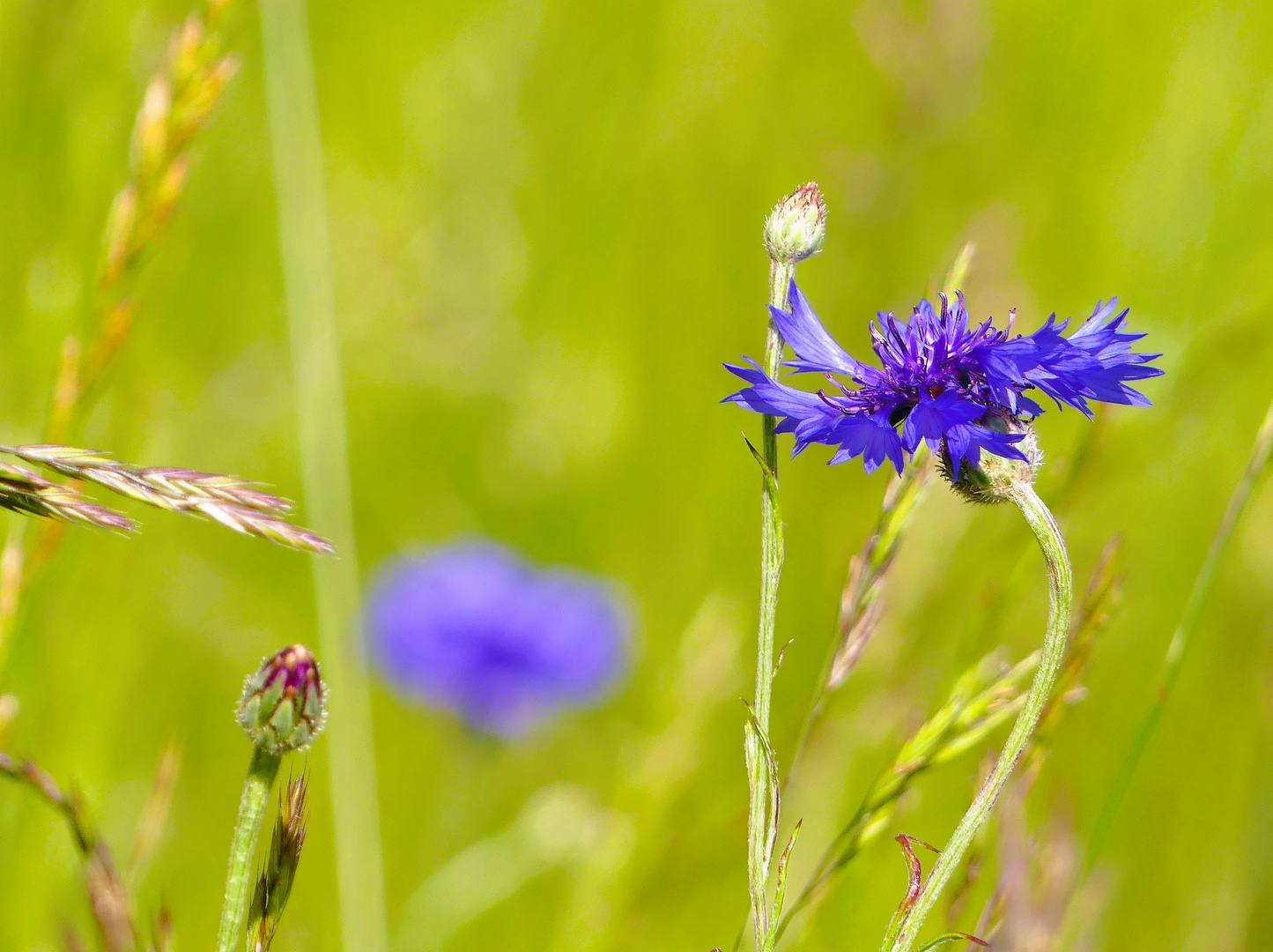 Montag - Blue Monday - Kornblumen sind oft am Feldrand zu finden