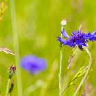 Montag - Blue Monday - Kornblumen sind oft am Feldrand zu finden