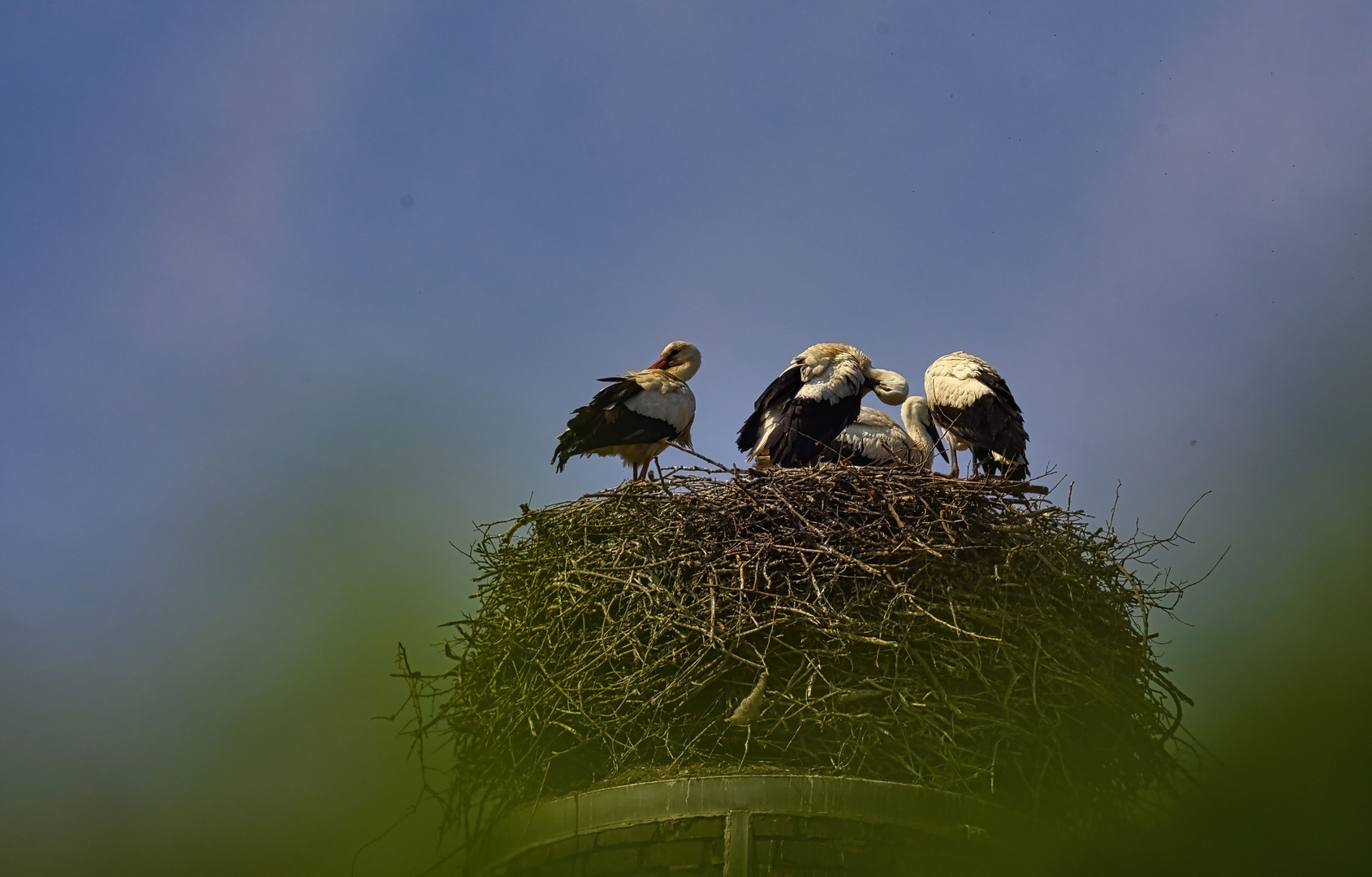Montag-blue monday - mit 4 Jung-Störchen im Nest