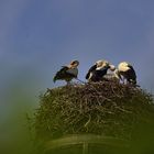 Montag-blue monday - mit 4 Jung-Störchen im Nest