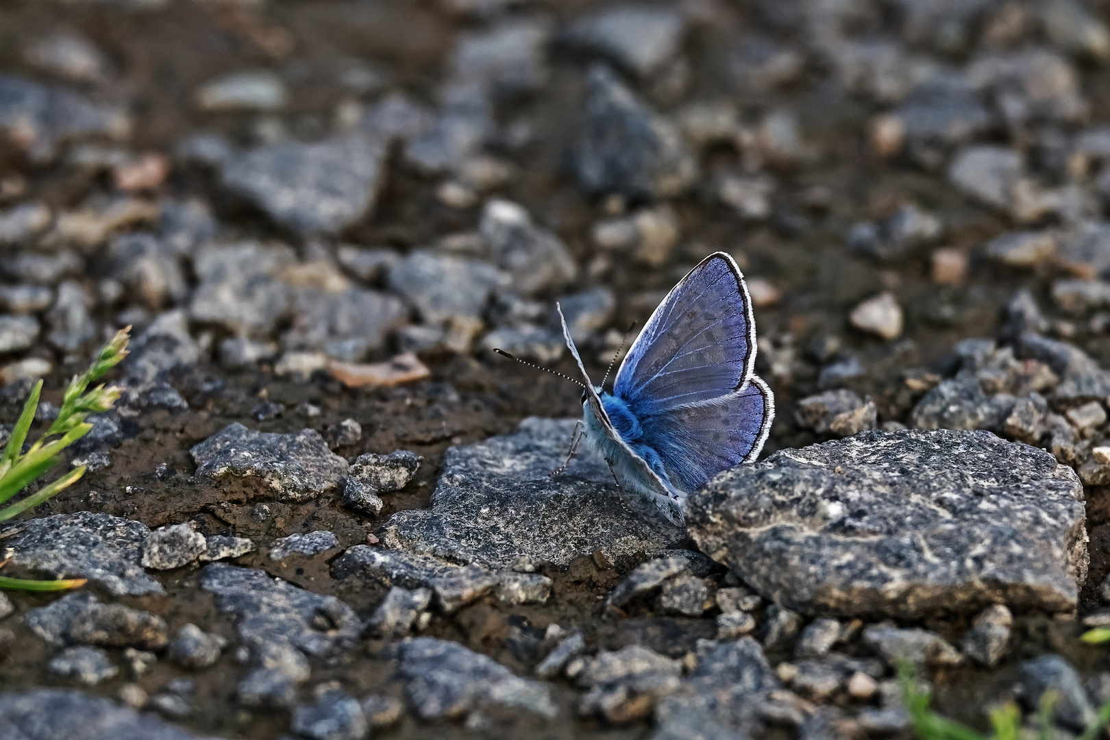 Montag-blue monday mit  Bläuling -Flügel geöffnet-