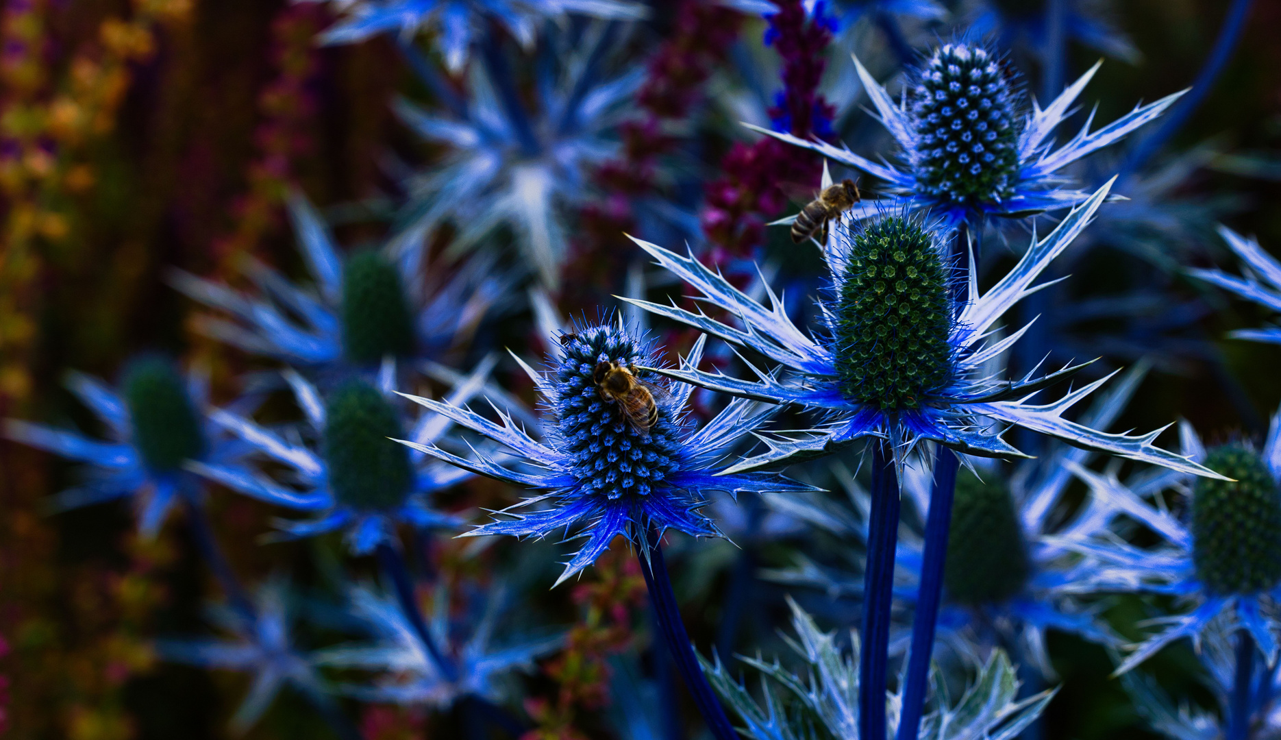 Montag-blue monday mit Edeldistel (Eryngium planum) Blue Hobbit  