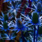 Montag-blue monday mit Edeldistel (Eryngium planum) Blue Hobbit  