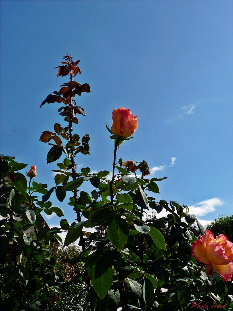 Montag-Blue Monday -  Rosen-Himmel