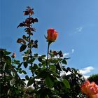 Montag-Blue Monday -  Rosen-Himmel