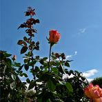 Montag-Blue Monday -  Rosen-Himmel