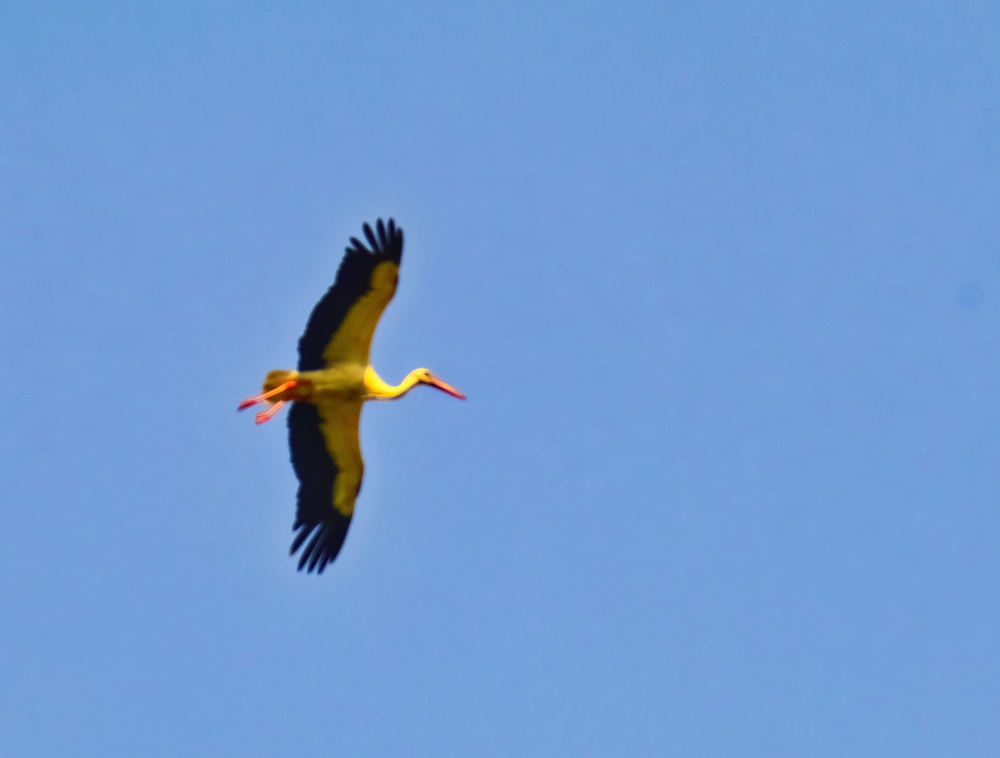 Montag - blue monday   -Storch im Flug-