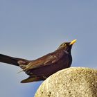 Montag-blue monday...Amsel 