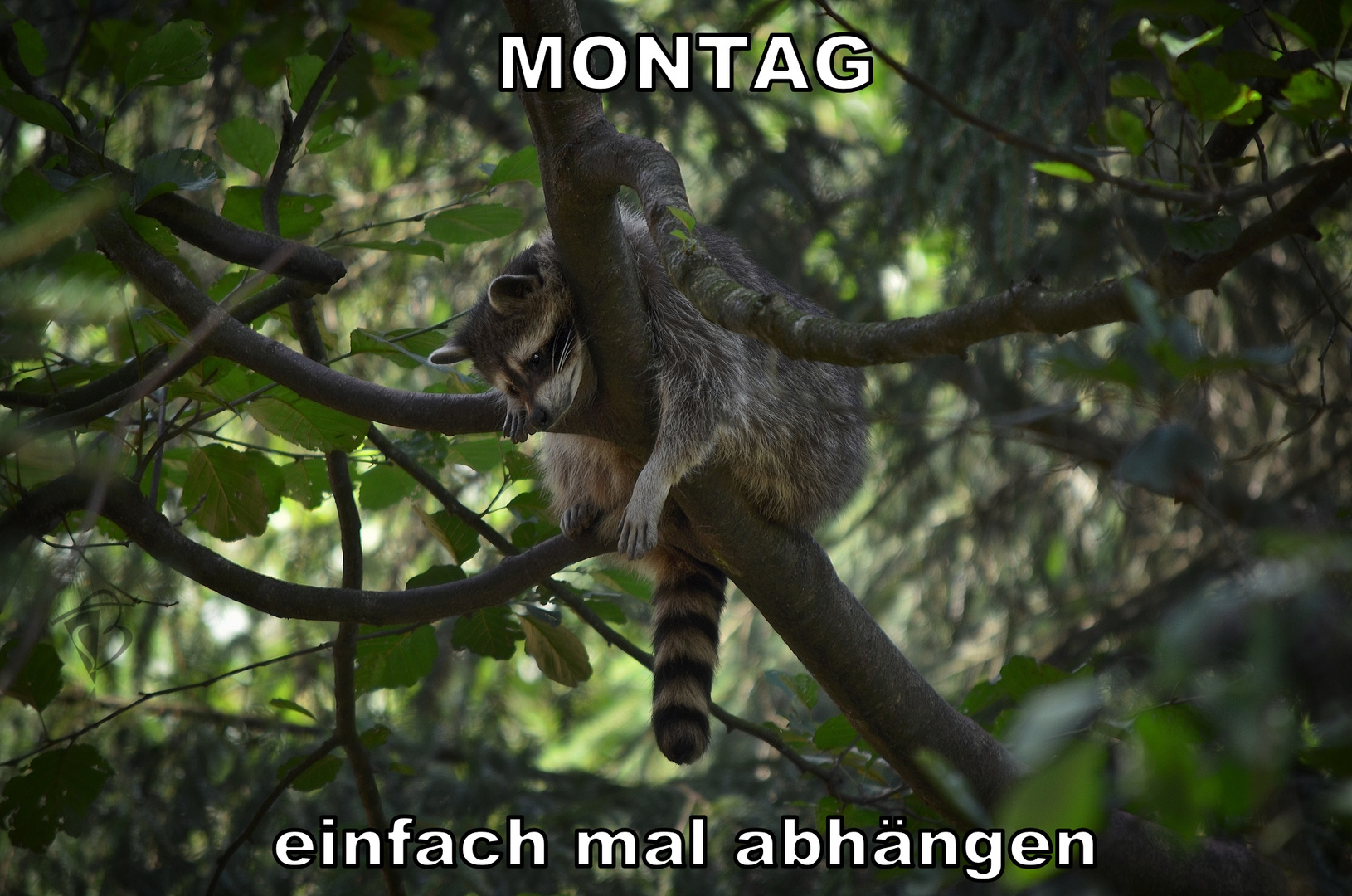 Montag