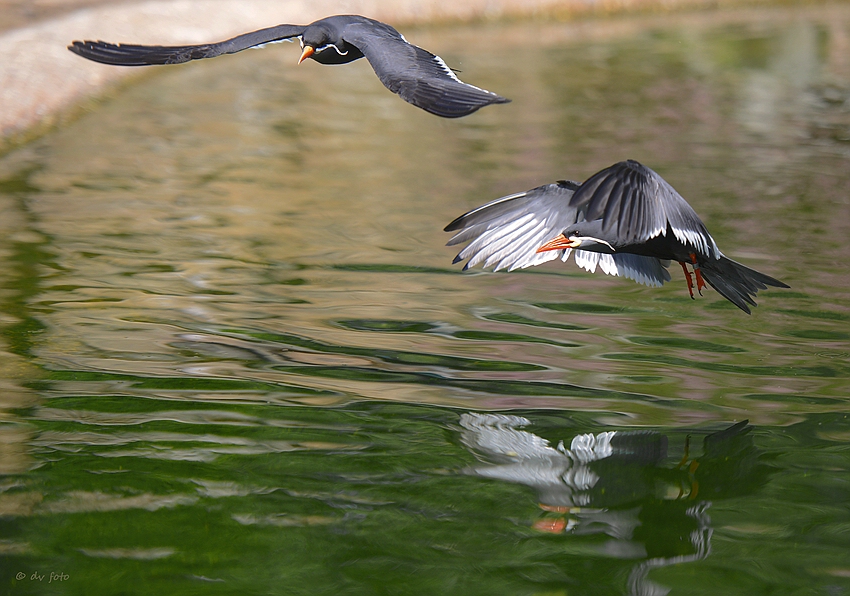 Montag ist Vogeltag