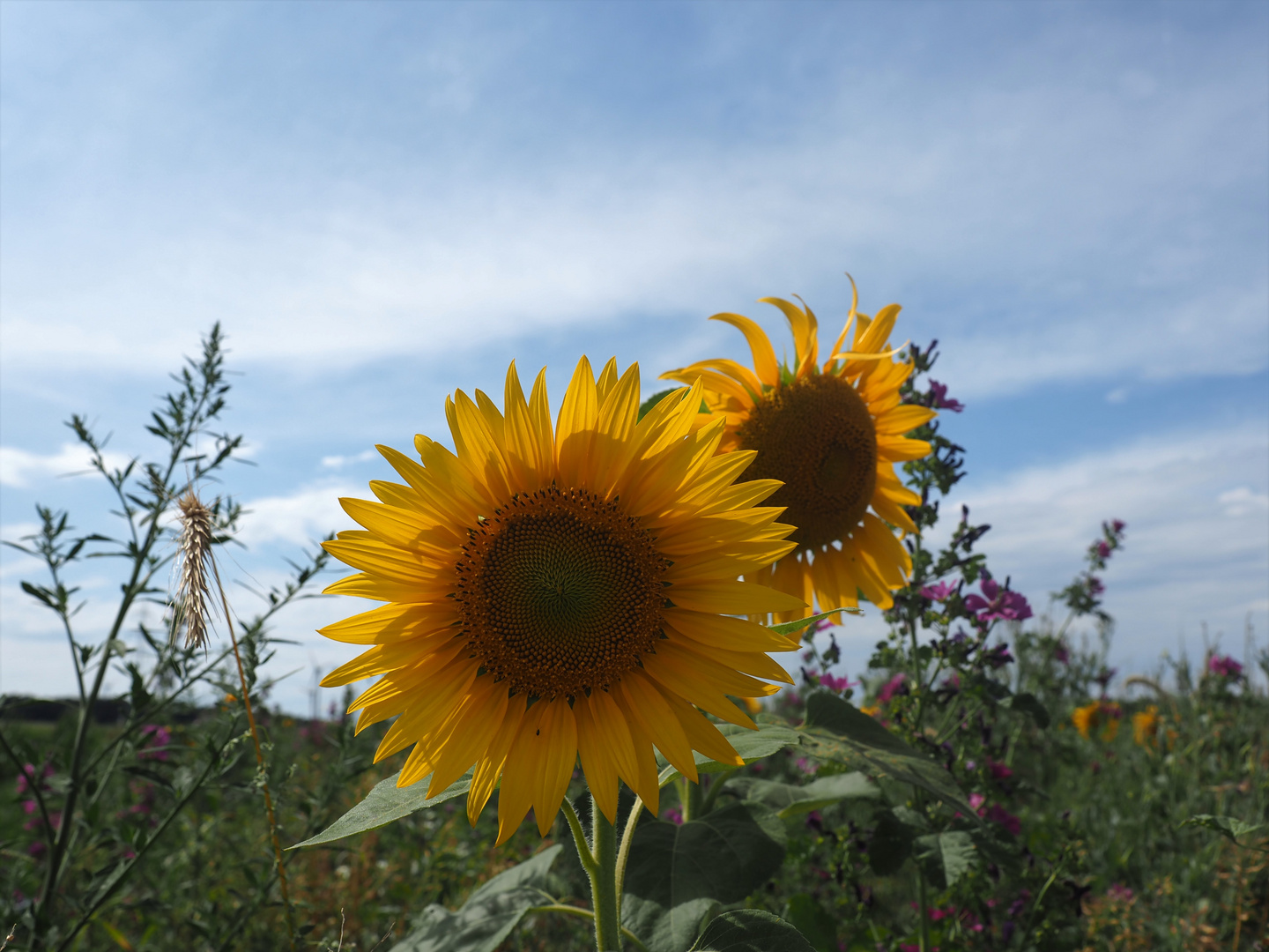 Montag mit Sonne(nblume)^^