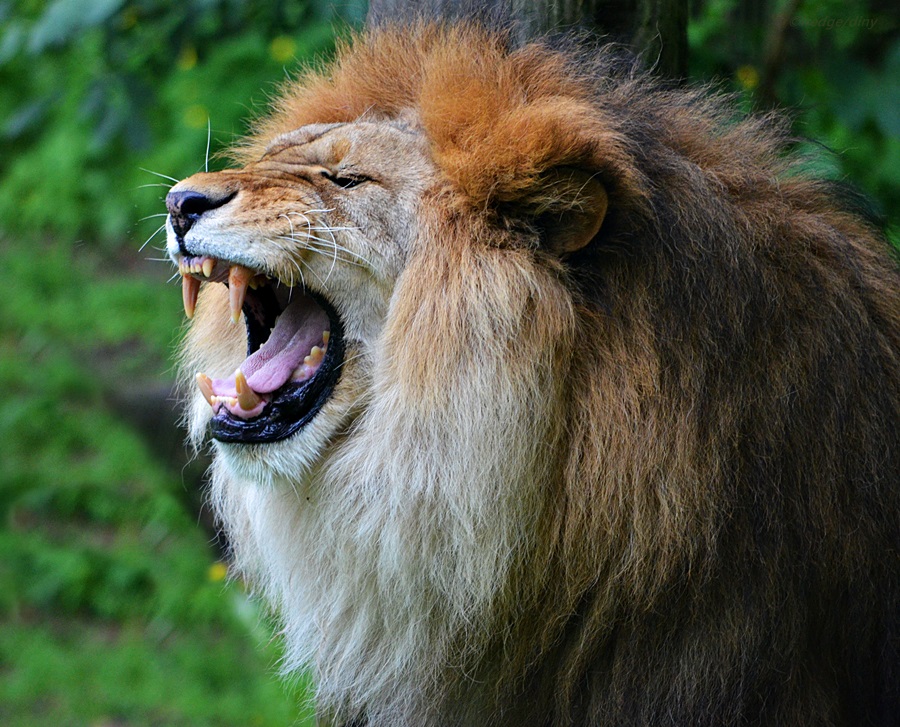 Montag Mor -GÄHN ...