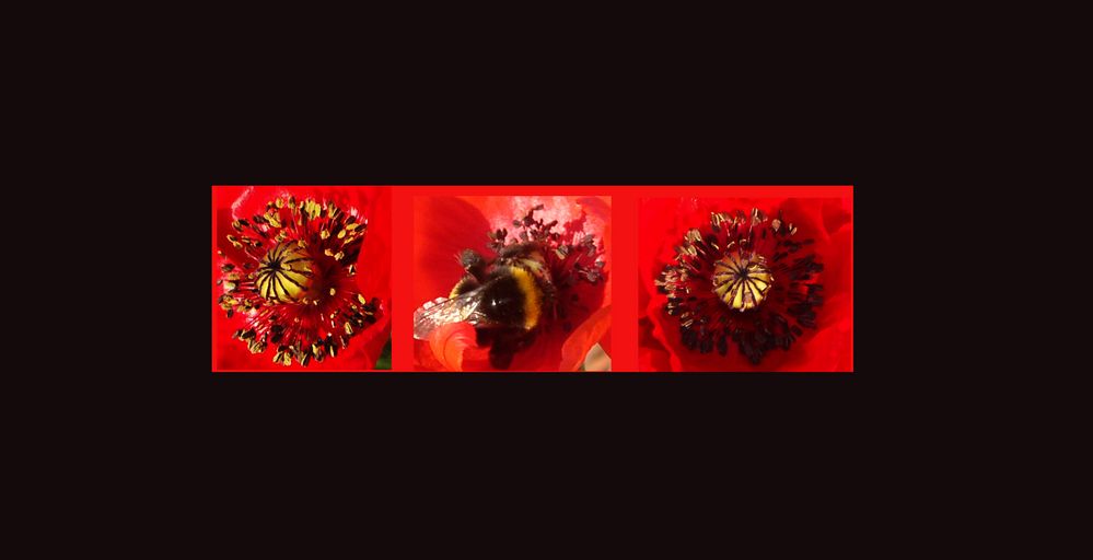 MONTAGE COEURS DE COQUELICOT