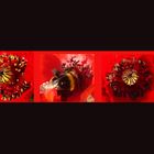 MONTAGE COEURS DE COQUELICOT