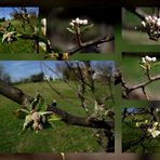 MONTAGE DE PRINTEMPS