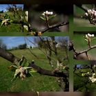 MONTAGE DE PRINTEMPS