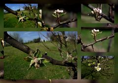 MONTAGE DE PRINTEMPS