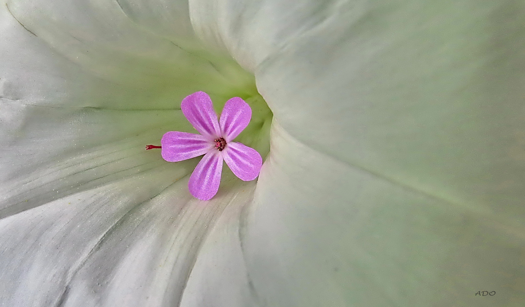 Montage in Pink