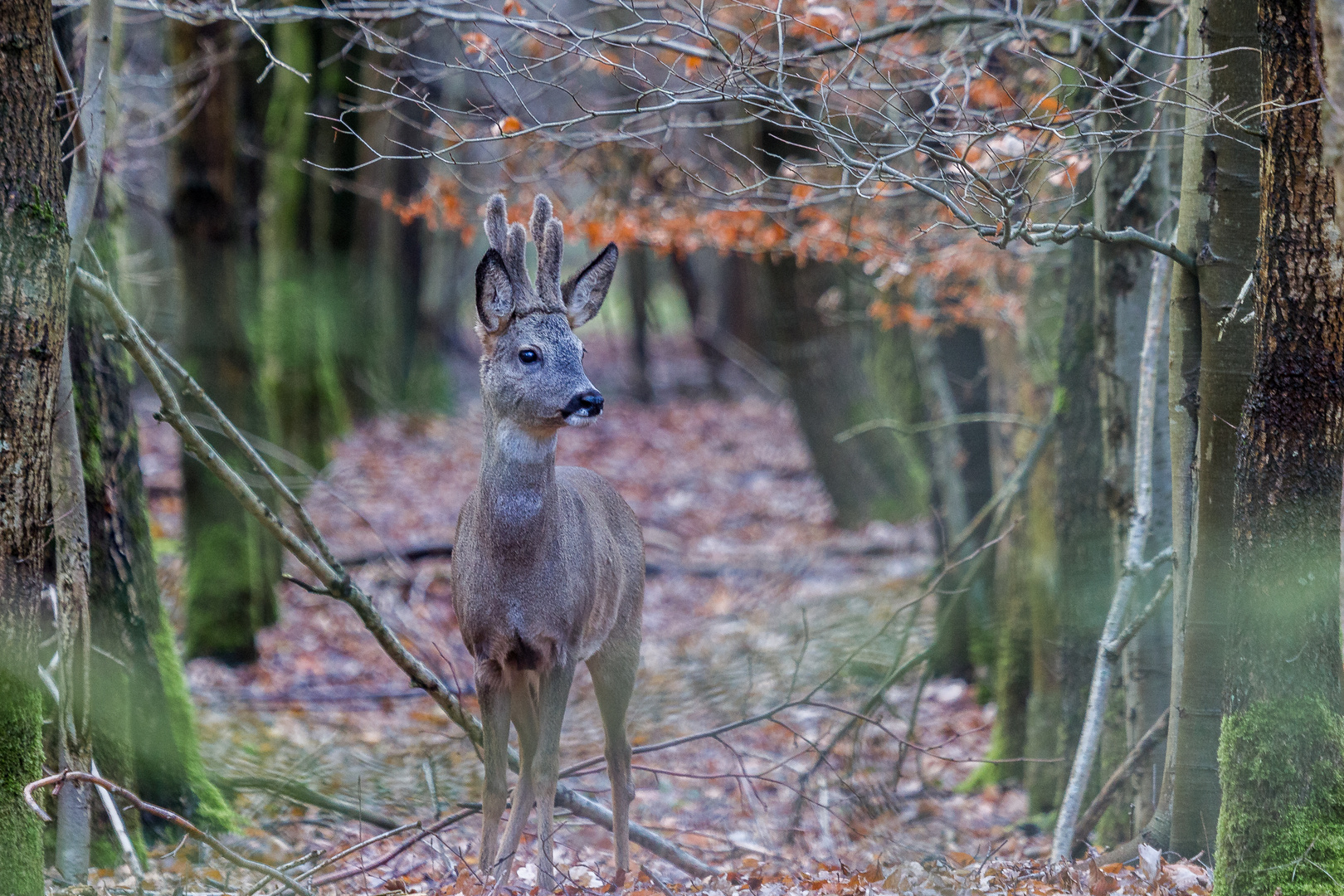 Montagmorgen 