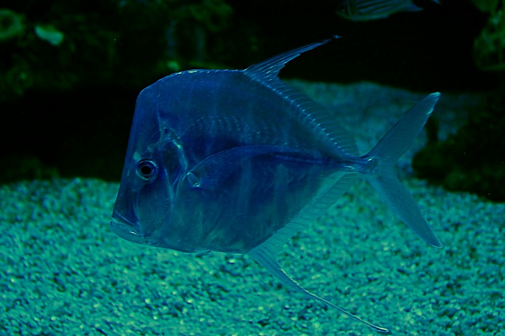 Montagmorgenfisch (Ichtius-lunedis angefressus)