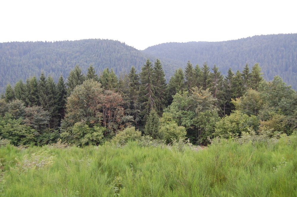 Montagne de St Tholy - les Vosges