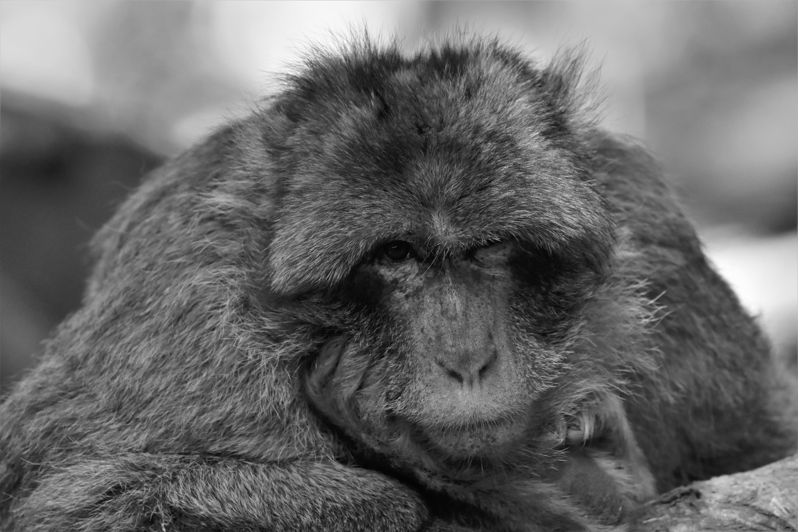 Montagne des singes en Alsace