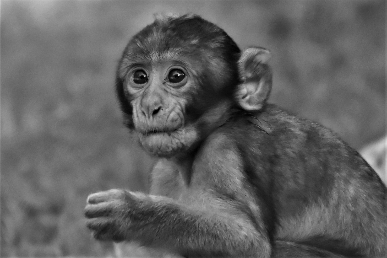 Montagne des singes en Alsace